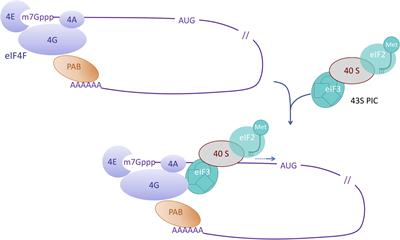 Manipulating Cellular Factors to Combat Viruses: A Case Study From the Plant Eukaryotic Translation Initiation Factors eIF4